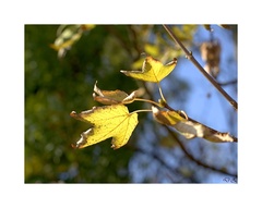 Si tak krasna jesen...