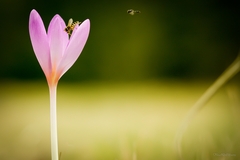 Lupienky pre anjelov