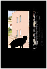 Chat Noir