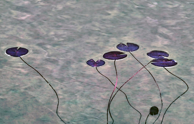 Vodné kvety