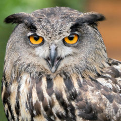 Bubo Bubo