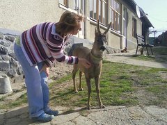 srnec domáci