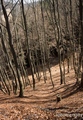 In the wood