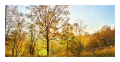 Golden Autumn