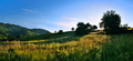 Summer Fields II.