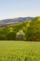 Green Spring III.
