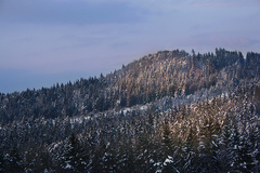 Zasnežené