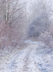 Frozen Morning