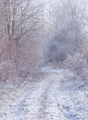 Frozen Morning