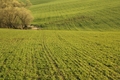 Green Spring II.