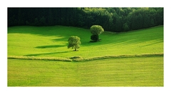 Summer Fields III.