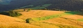 Summer Fields I.
