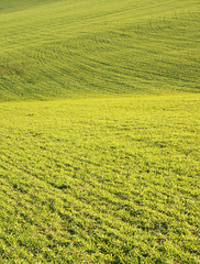 Green Spring I.