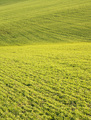 Green Spring I.