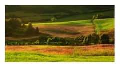 Summer Fields IV.