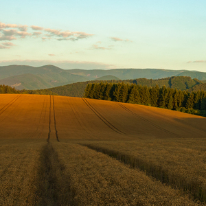 Summer fields 2