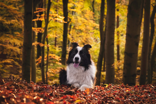 Border autumn