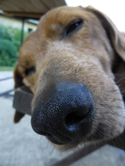 Roky