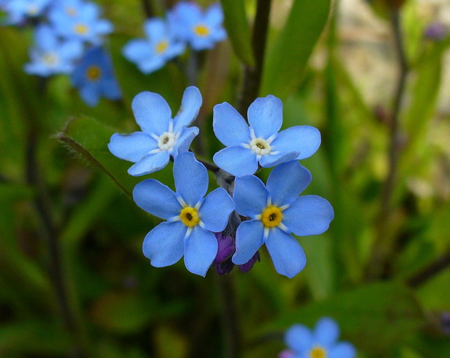 modrý kvet