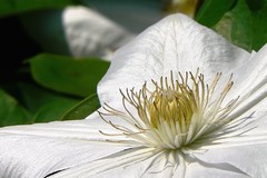 Clematis