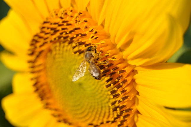 Včielka unavená