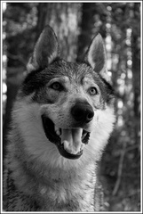 a vraj smiať sa vie iba človek