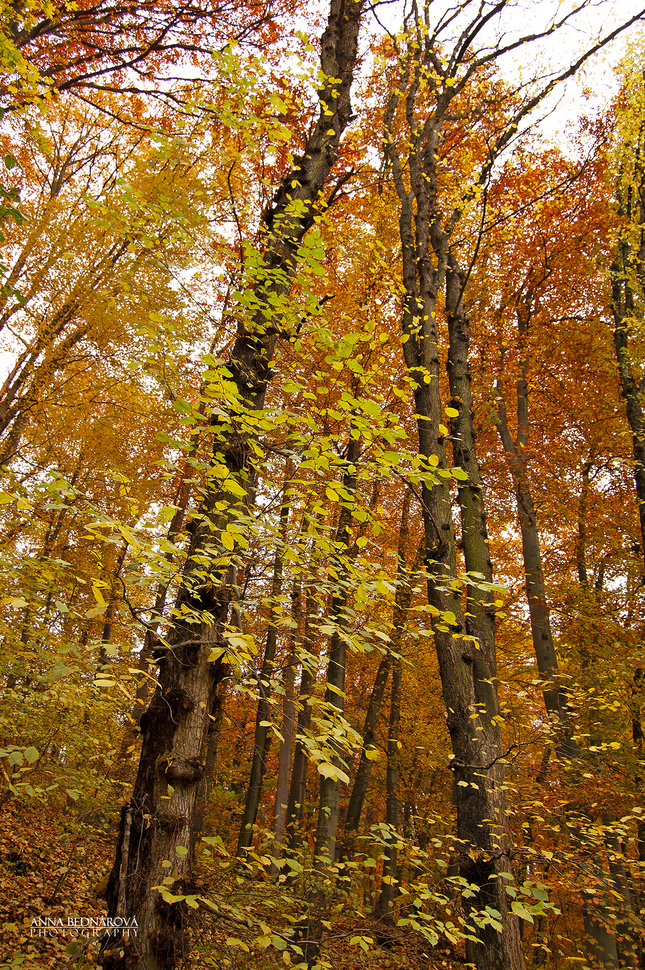 Jeseň v lese 1.