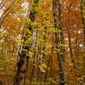 Jeseň v lese 1.