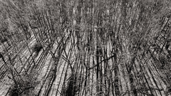 From the top to black&white