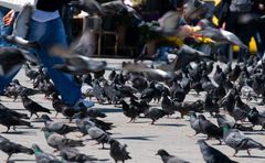 Istanbulske holuby