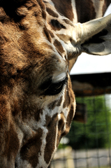 zoo gyor