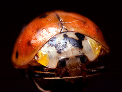lienka