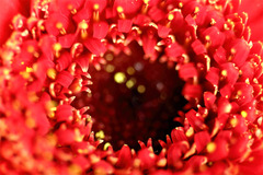 Gerbera macro