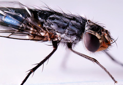 FLY