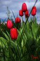 tulipány