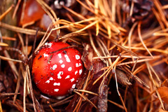 muchotravka cervena