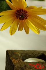 Echinacea 2
