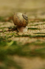slimaci chrbaaat
