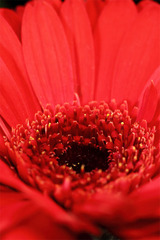Gerbera