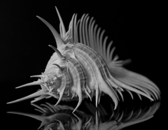 Murex pecten