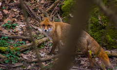 Líška  vo Véčku..