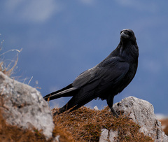 Raven