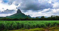 Sugar Cane