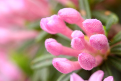 daphne arbuscula
