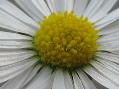margarétka