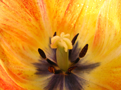 Srdce tulipánu