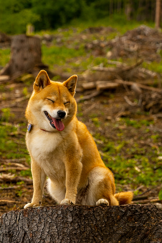 Foxi the shiba