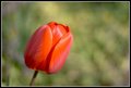 Tuliphán