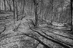 dunes shadows
