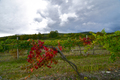 In vino ... II